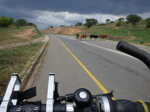 We take note that the cows are heading away, home?
